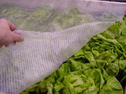 Klimanetz auf Salatbeet als Schutz gegen Kälte